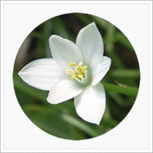 Star Remedies Shop | NL | logo