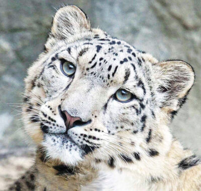 Snow Leopard (Sneeuwluipaard) 30ml. Animal Essences - Afbeelding 2