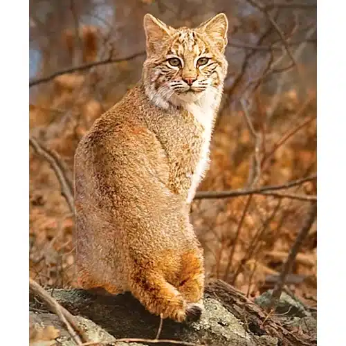 steek Gevoelig voor Reproduceren Bobcat (Amerikaanse lynx) 30ml. Animal Essences - Star Remedies Shop | NL 